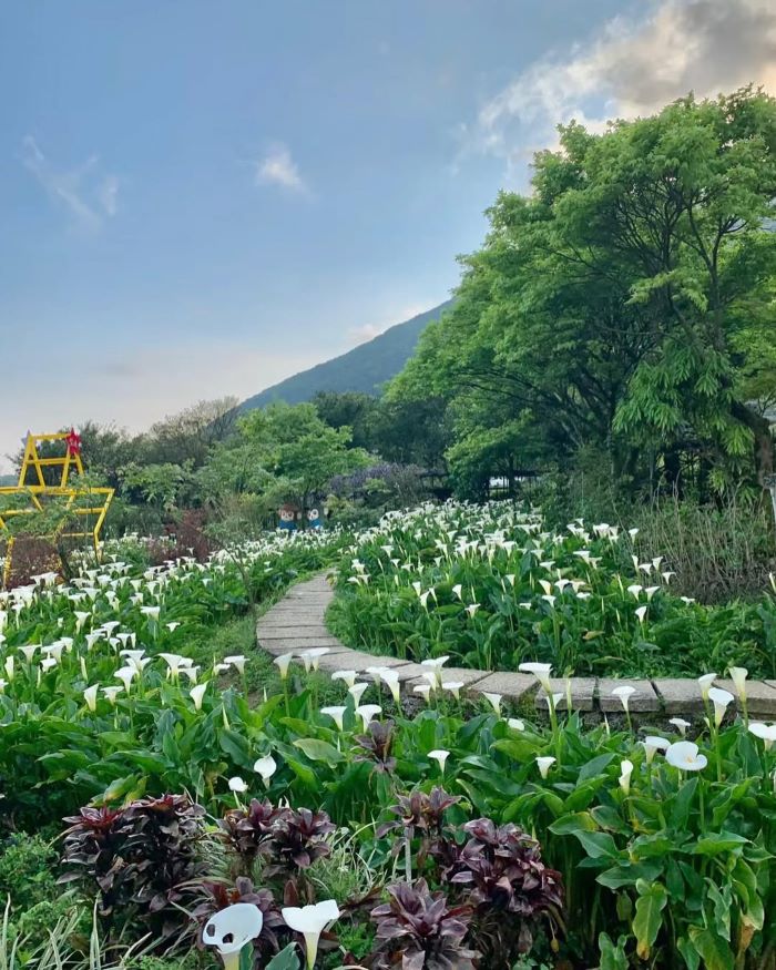 Cánh đồng hoa nở rộ ở Công viên Quốc gia Dương Minh Sơn