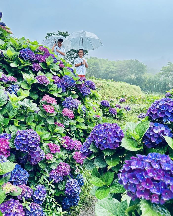 Rất nhiều loài hoa nở rộ, đua nhau khoe sắc trong công viên
