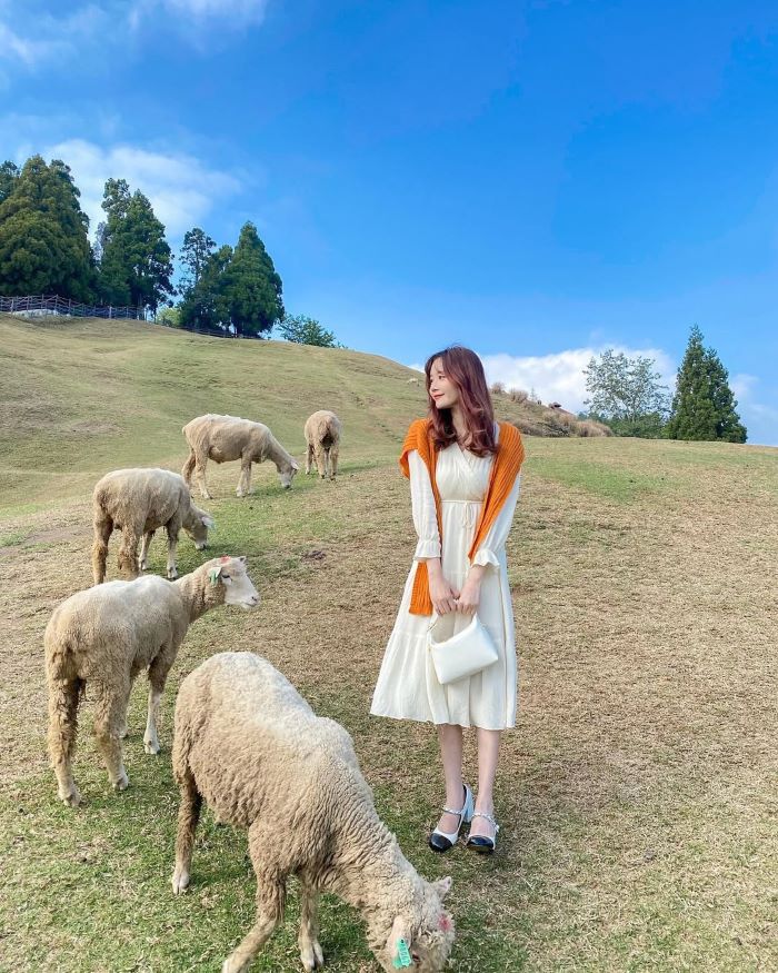 Chụp ảnh với cừu ở thảm cỏ xanh trong nông trại