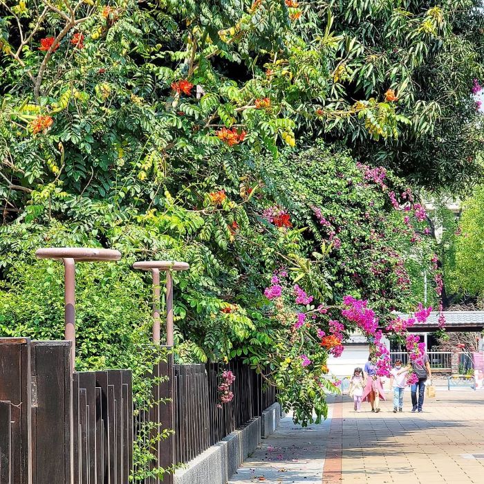 Khám phá làng cổ Hinoki Đài Loan vào thời tiết mát mẻ, dễ chịu