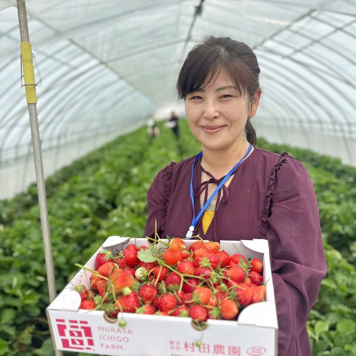 Trải nghiệm thú vị ở cánh đồng dâu tây khi du lịch Miêu Lật